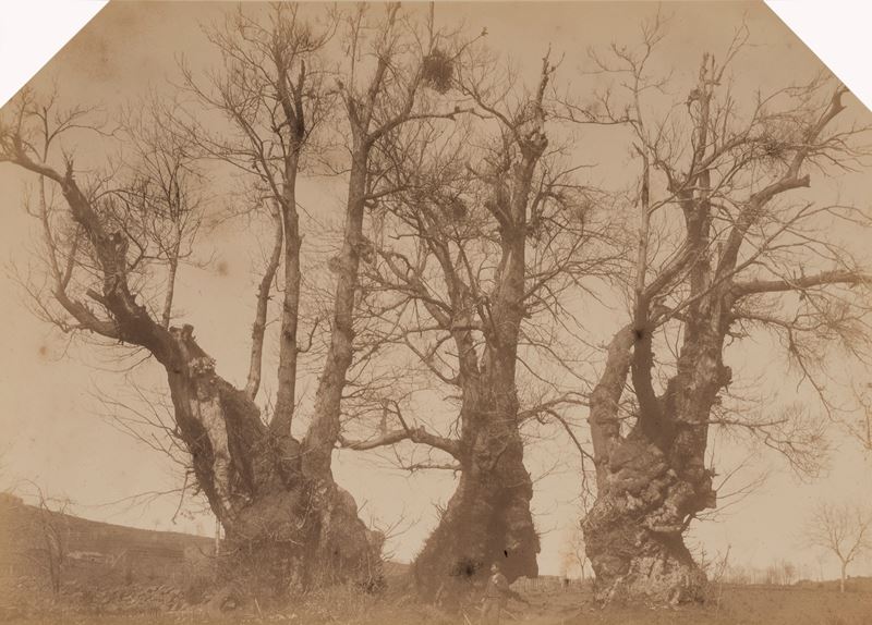 Senza titolo (Il castagno dei Cento Cavalli)