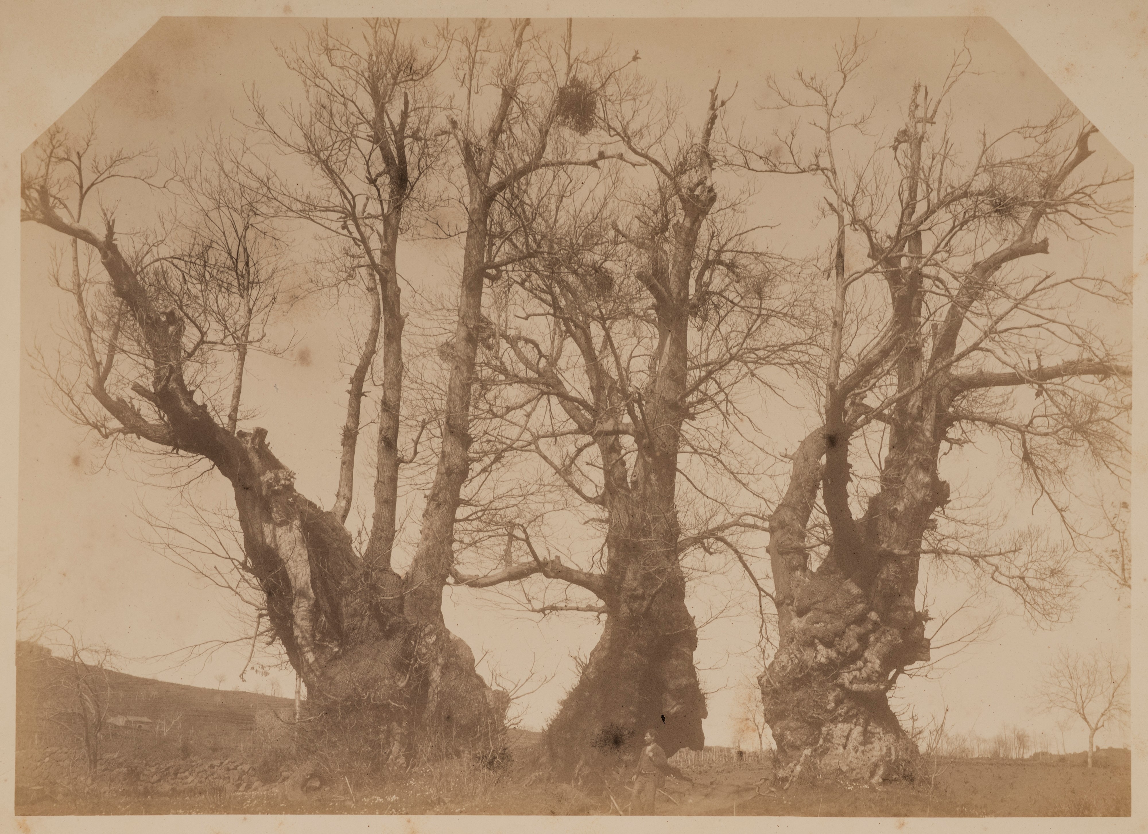 Senza titolo (Il castagno dei Cento Cavalli)