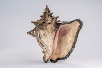 Conchiglia decorativa, rivestita in argento