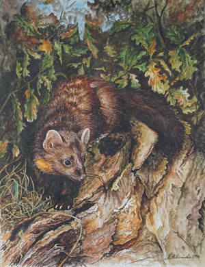 Martora in paesaggio boschivo