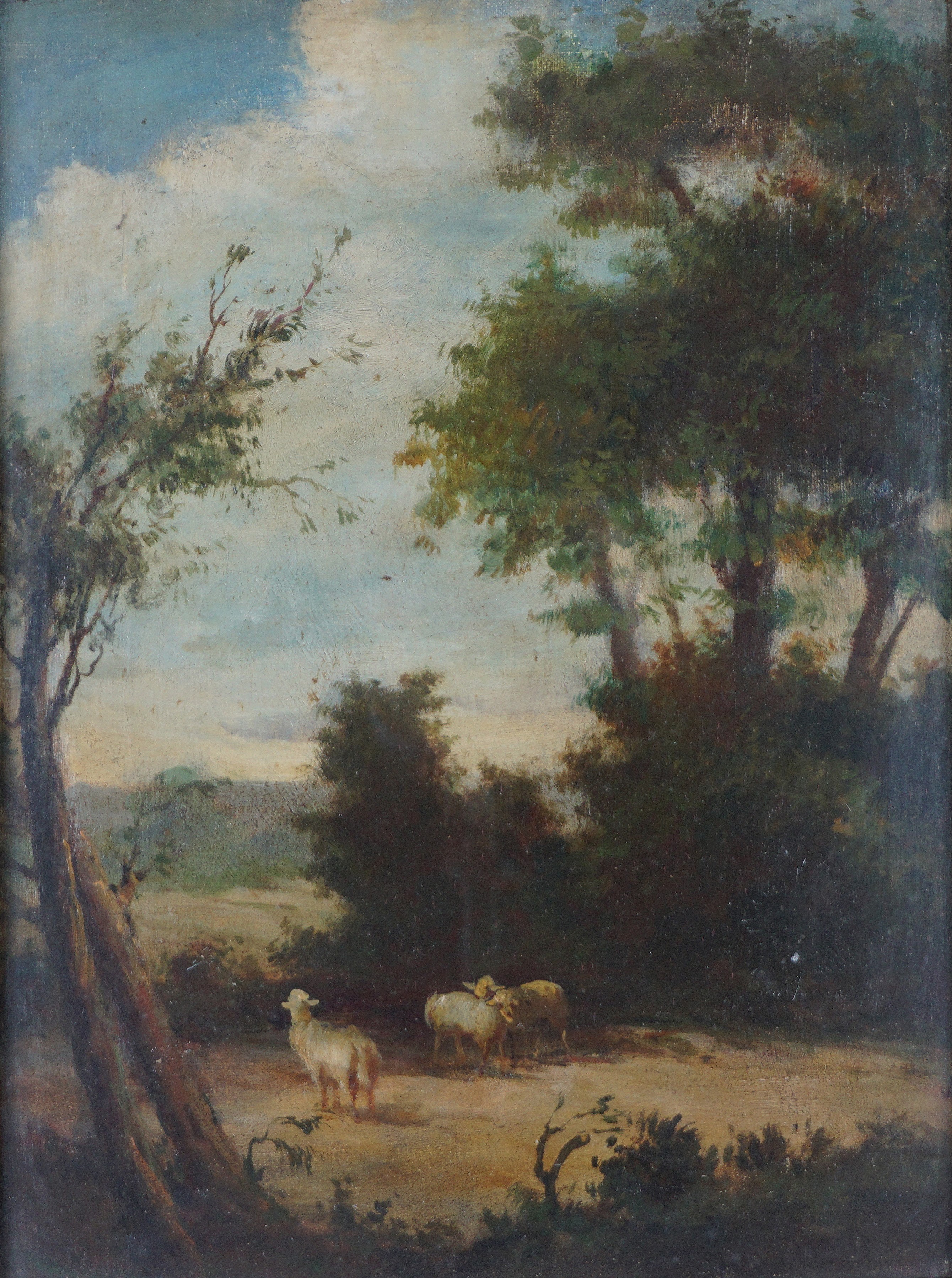 Paesaggi boschivi con pecore