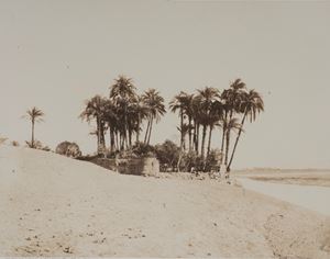 Louksor. Dattiers et Jardin de l'Exp&eacute;dition