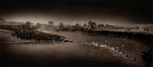 Zebra Crossing the River, Masai Mara