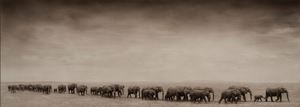 Elephant Exodus, Amboseli