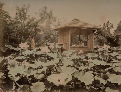 N.d. (XIX secolo), Shinobazu — stampa all’albumina colorata a mano