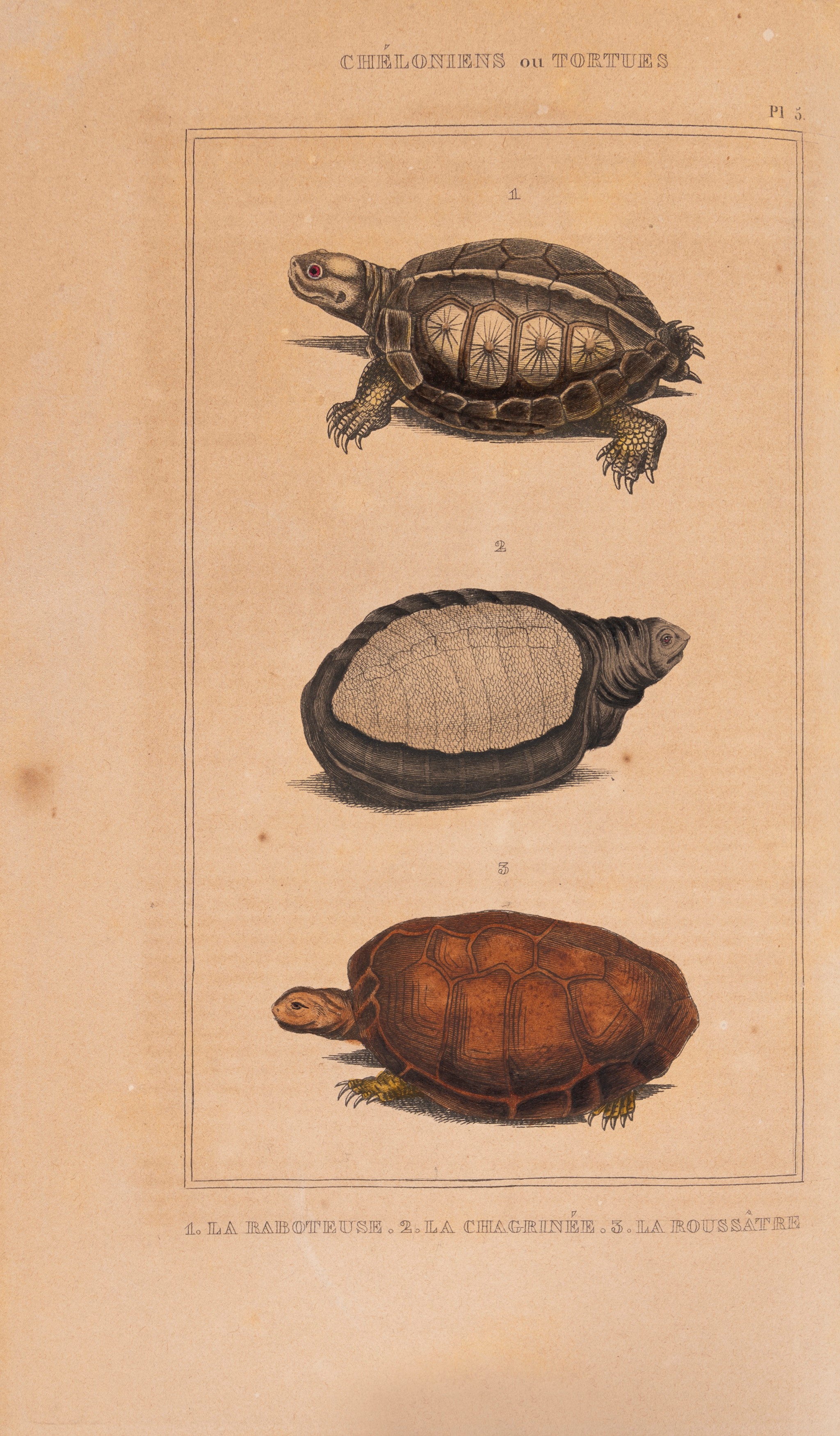 Comte De Lacépède - Opere del Conte de Lacépède, Storia naturale dei quadrupedi, ovipari, serpent...