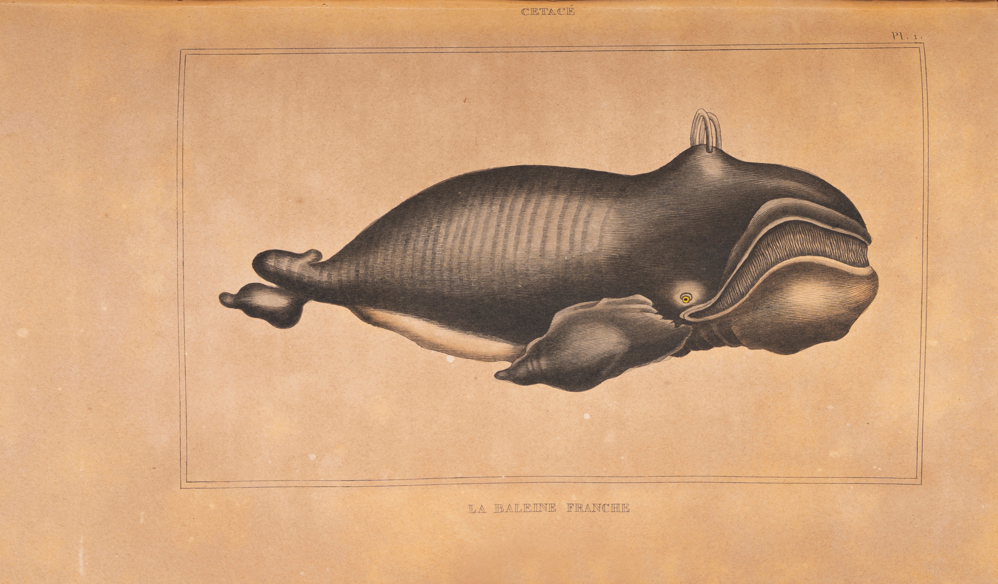 Comte De Lacépède - Opere del Conte de Lacépède, Storia naturale dei quadrupedi, ovipari, serpent...