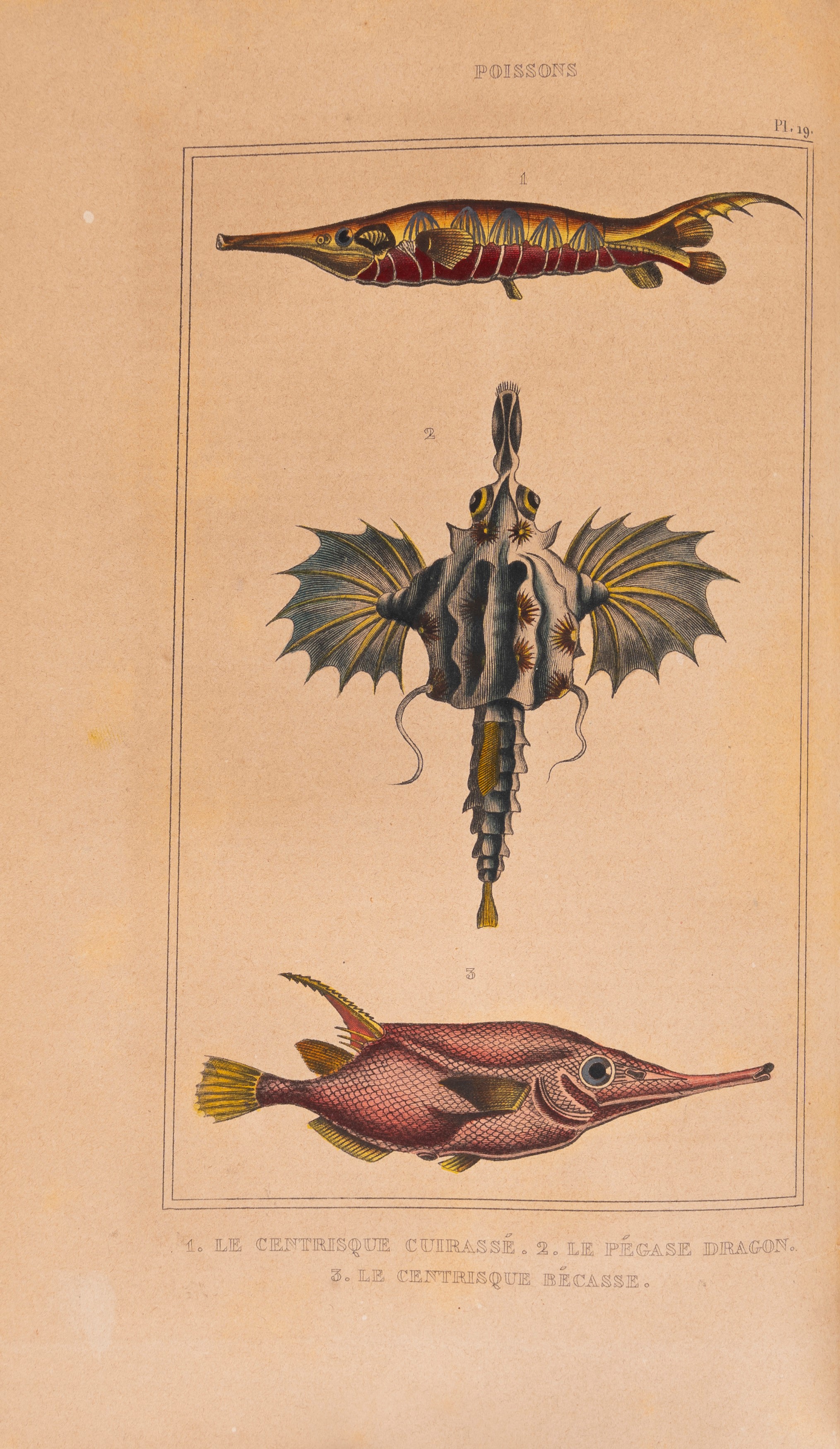 Comte De Lacépède - Opere del Conte de Lacépède, Storia naturale dei quadrupedi, ovipari, serpent...