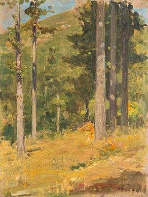 Paesaggio boschivo