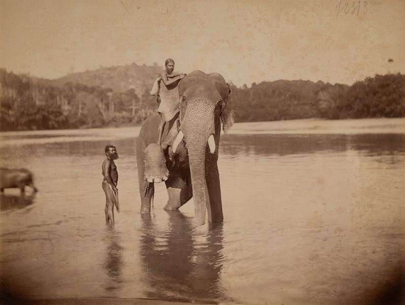 Temple Elephant, Sri Lanka