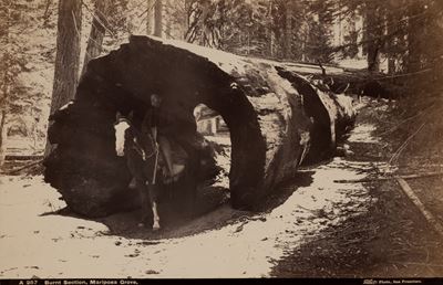 Burnt Section, Mariposa Grove, stampa all'albumina applicata a cartoncino