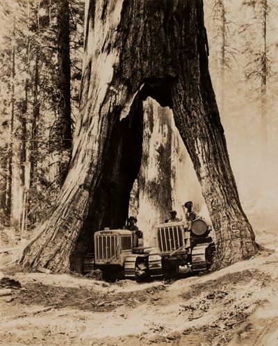 Kammond, Bach Park, Tulare County, California, Stampa vintage alla gelatina ai sali d'argento, 19...