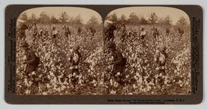 Away Down Among "de Cotton and de Coons", Louisiana