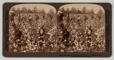 Fotografia stereoscopica, Away Down Among 'de Cotton and de Coons', Louisiana