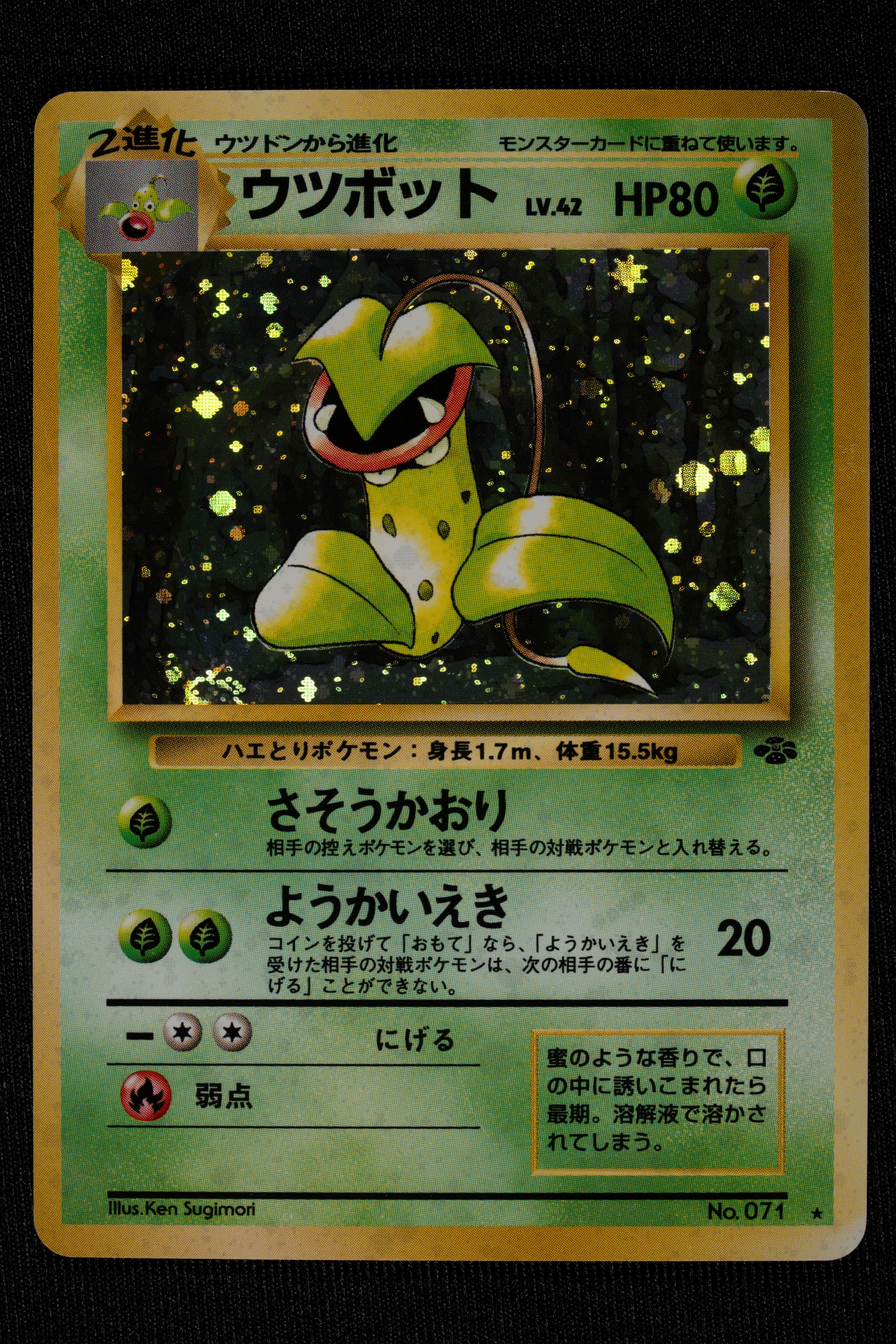 Lotto Jungle Holo Japanese - RAW