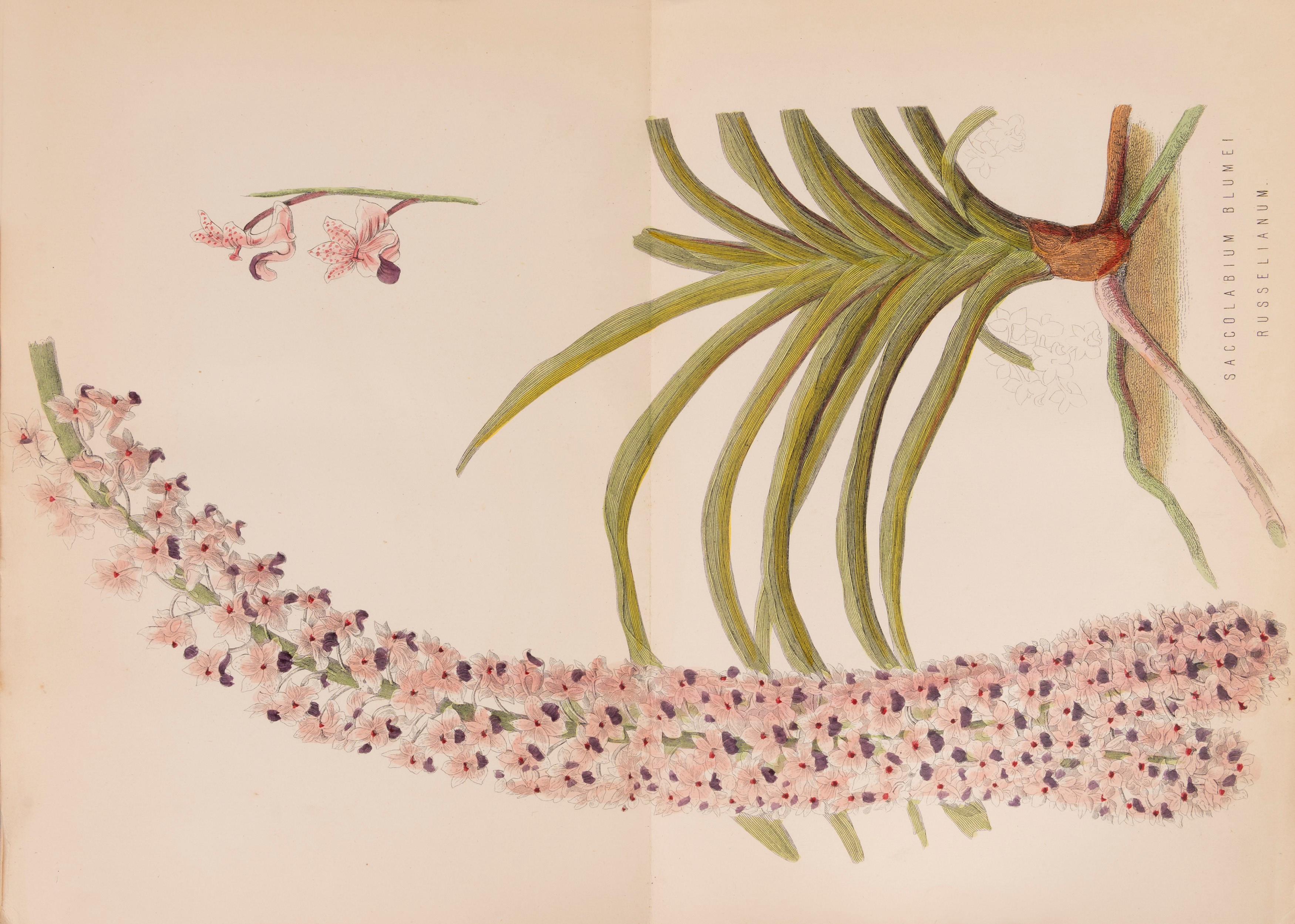 James Anderson - The New Practical Gardener and Modern Horticulturist