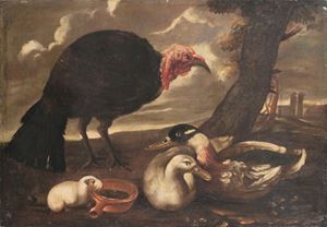 Tacchino, anatre, e porcellino d'India en plein air