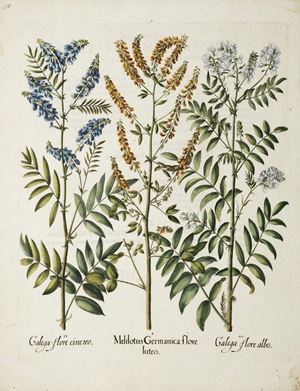 Galega flore cinereo. Melilotus Germanica flore luteo. Galega flore albo