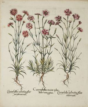 Caryophyllus sylvestris flor purpurescente. Caryophyllus maior sylvestris variegatus. Caryophyllus sylvestris flore incarnato