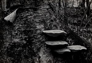 Peeling bark and fungus, dal portfolio "Peekamose"