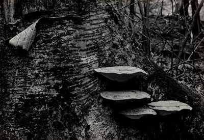 Peeling Bark And Fungus, dal Portfolio "peekamose"