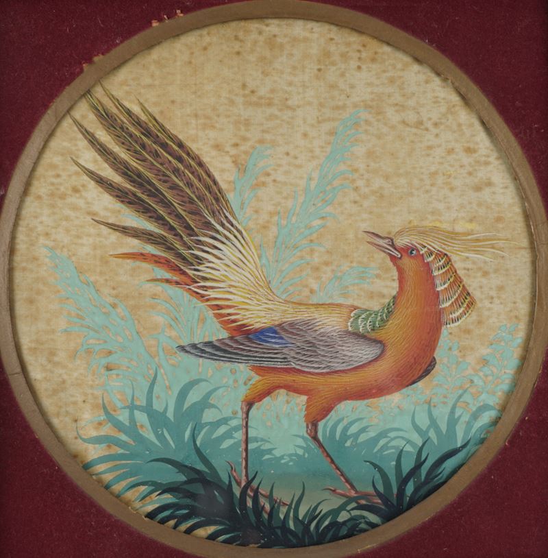 Uccelli esotici