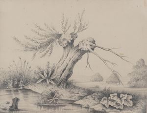 Studio di vegetazione
