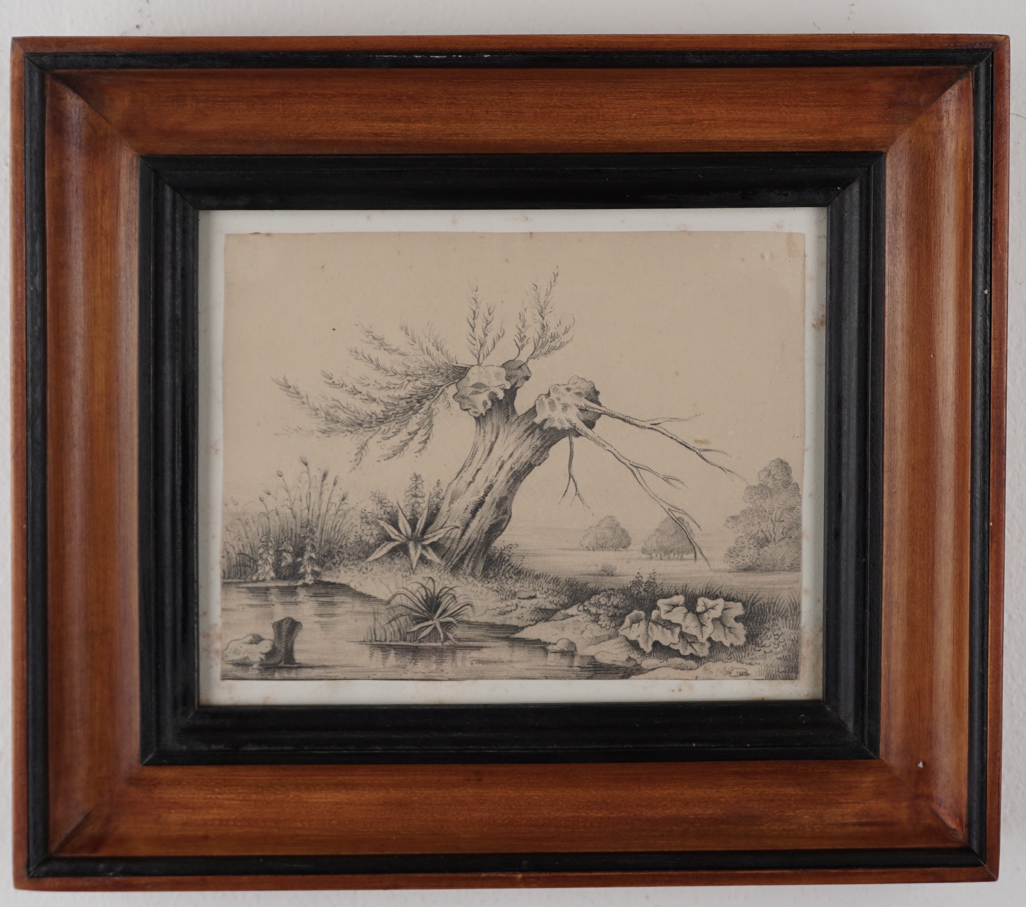 Scuola del Secolo XIX - Studio di vegetazione, matita su carta in cornice
