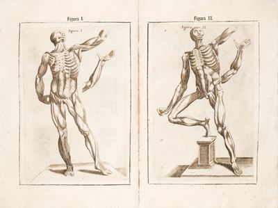 Anotomia del Corpo Humano [...], Nouamente Ristampata e con L'aggiunta D'alcune Tauole Ampliata