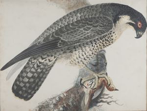 Studio di rapace con preda