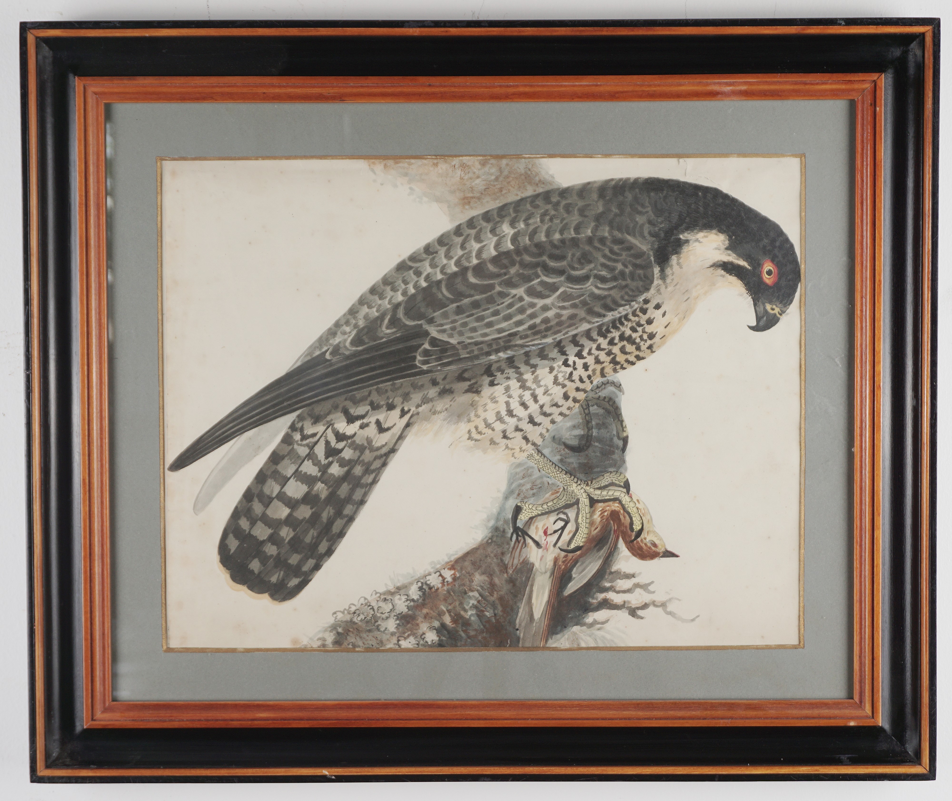 Studio di rapace con preda