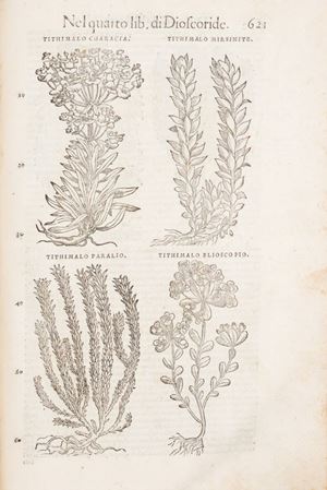 I discorsi [...] ne i sei libri di Pedacio Dioscoride Anazarbeo Della materia medicinale