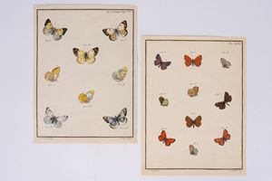 Papillons d&rsquo;Europe, peints d&rsquo;apr&egrave;s nature