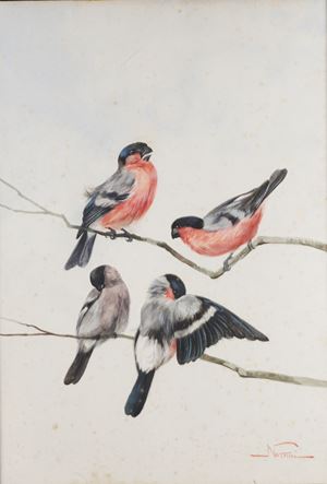 Pettirosso
