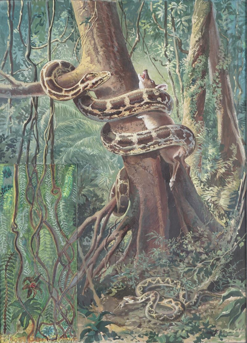 illustrazione con serpente e preda