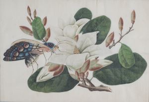 Fiore e farfalla