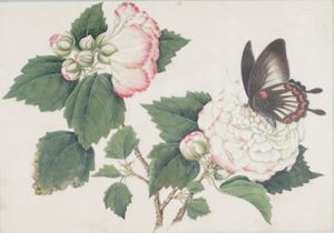 Fiori e farfalla