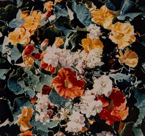 Tavolozza di fiori