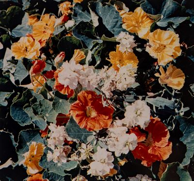 Tavolozza di fiori, stampa dye transfer vintage