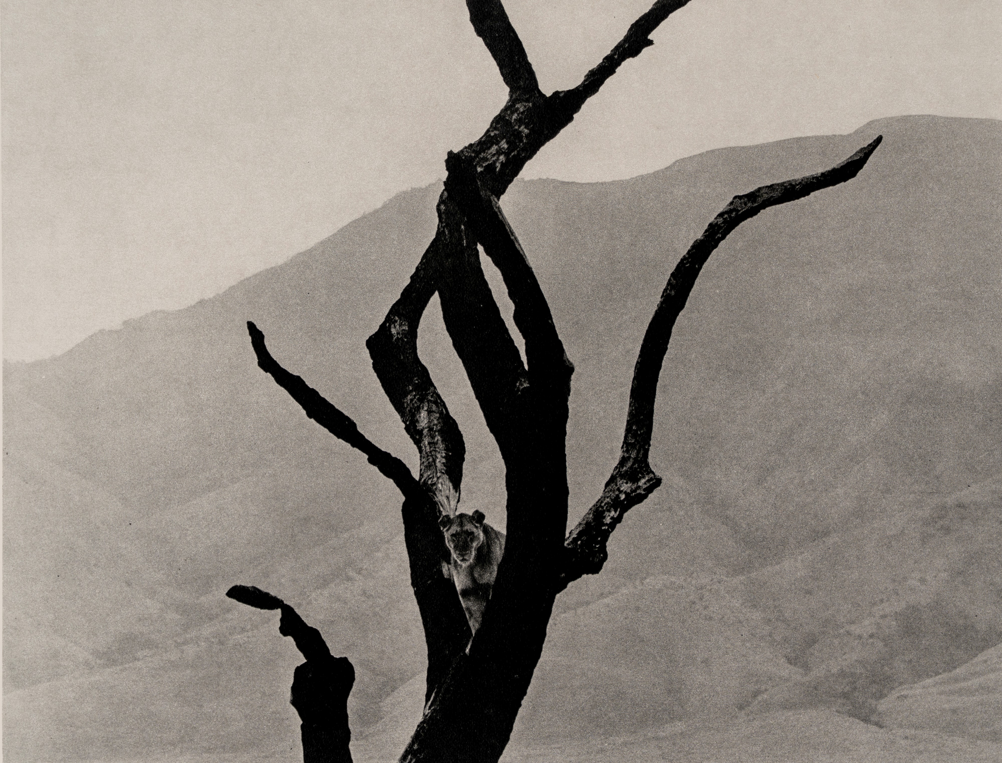 Fulvio Roiter - Electa Editrice Portfolios