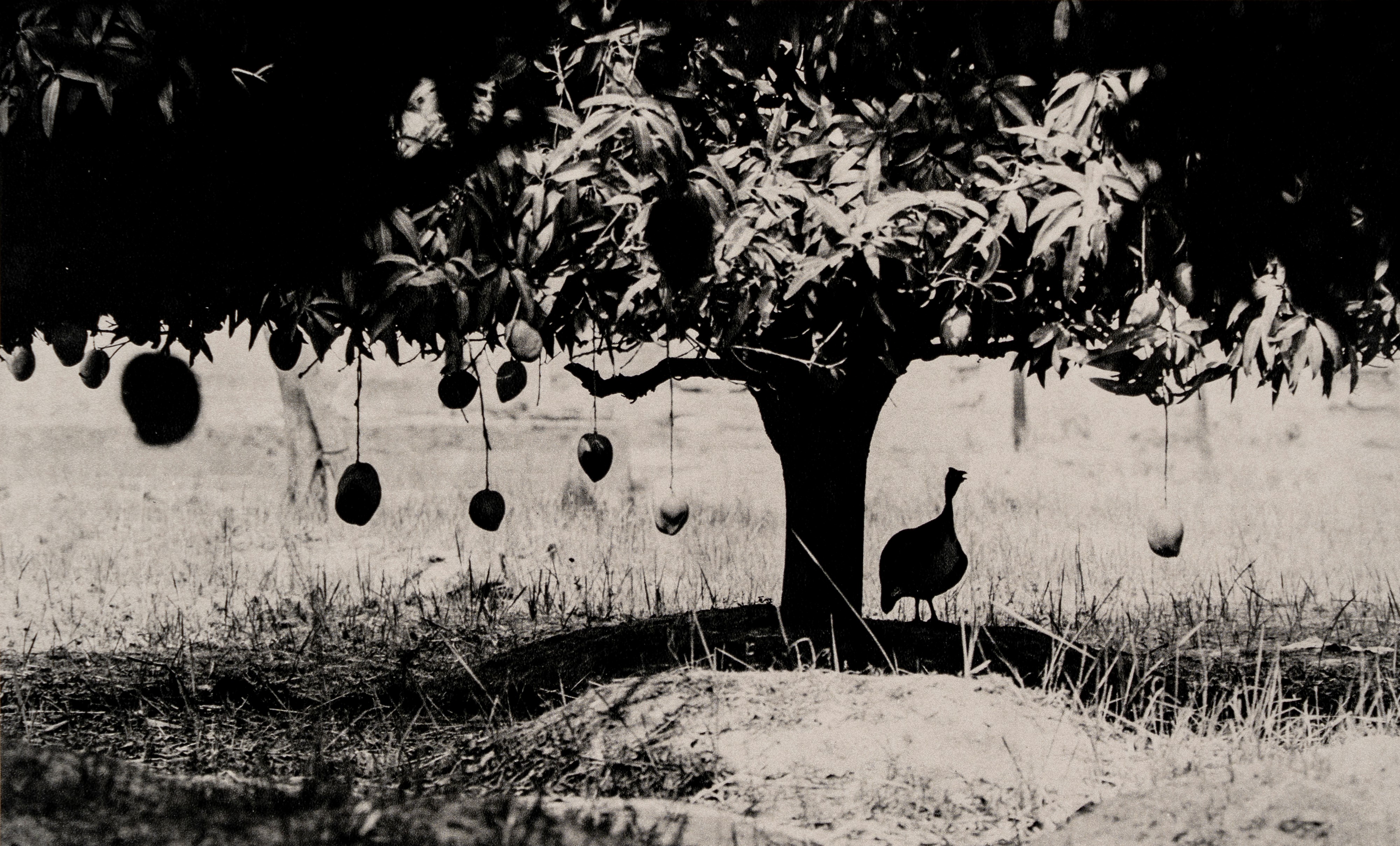 Fulvio Roiter - Electa Editrice Portfolios