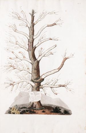 Prima edizione italiana di questo celebre testo interessante non solo per le osservazioni cliniche ma anche per la bellezza delle incisioni a colori, che segnarono un'era nuova nell'ambito della iconologia medica. Il barone Jean Louis Alibert (Villefranche de Rouergue, 1768-1837) viene considerato il fondatore della moderna dermatologia. Wellcome II,31. Clinica del parigino spedale di S. Luigi ossia Trattato compiuto delle malattie della pelle.