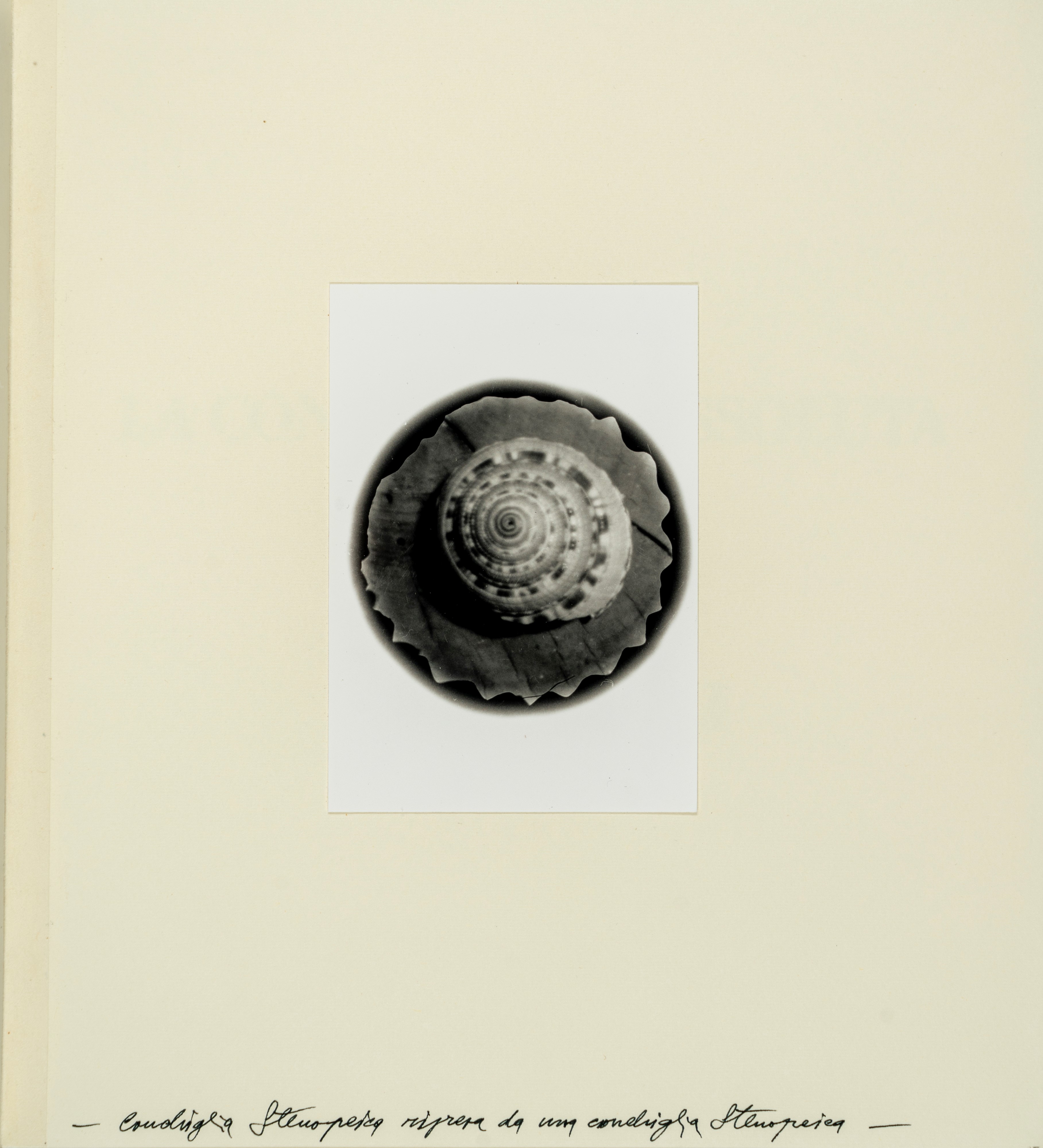 La conchiglia dissoluta