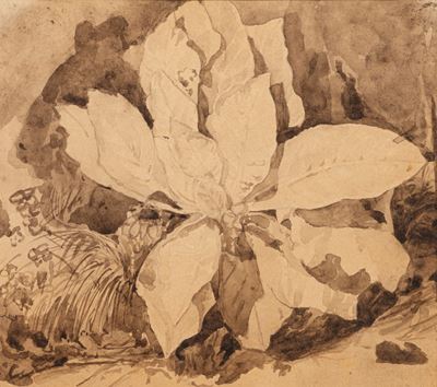 Studio di vegetazione, matita e acquerello bruno su cartoncino