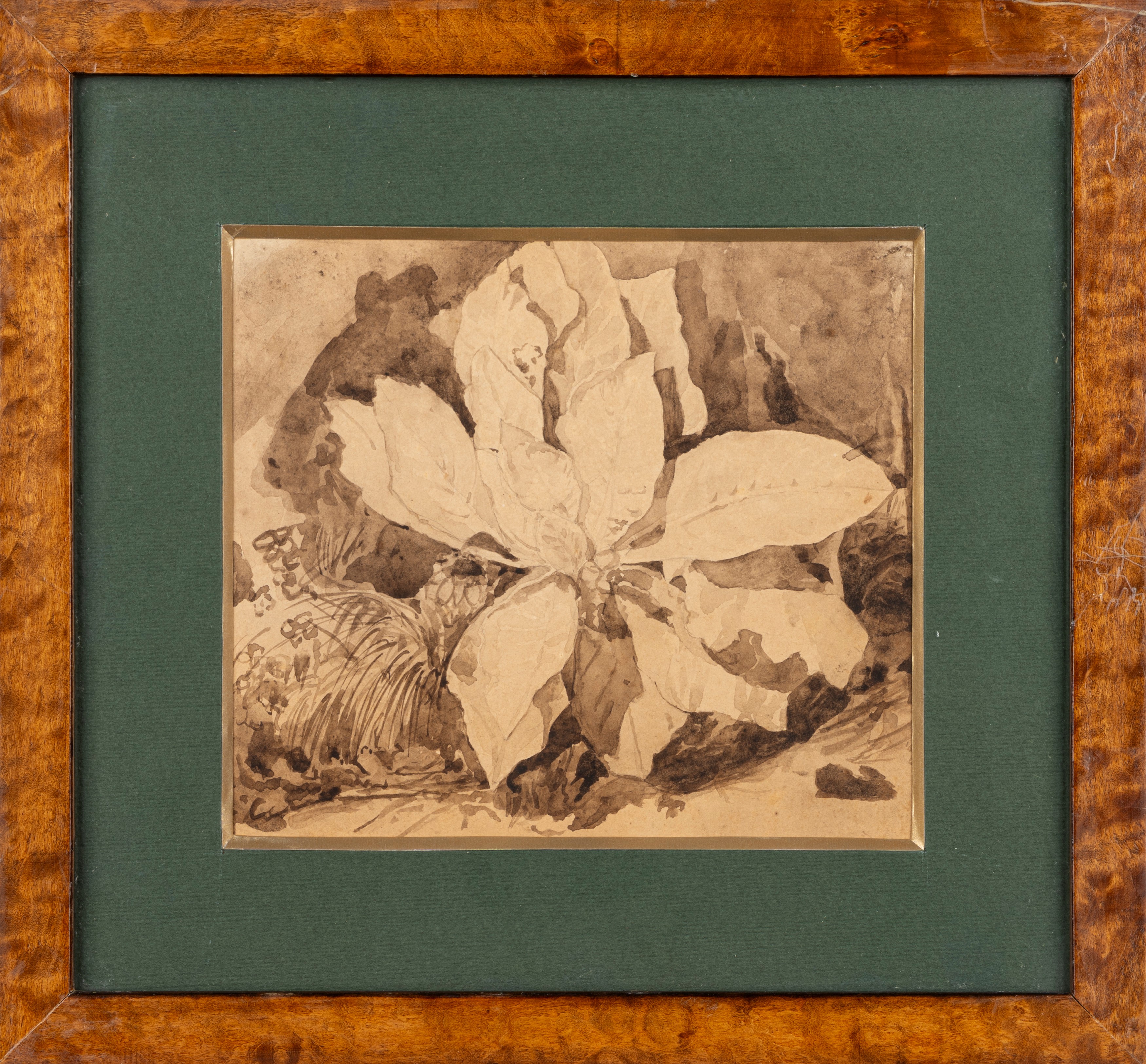Scuola di Posillipo - Studio di vegetazione, matita e acquerello bruno su cartoncino