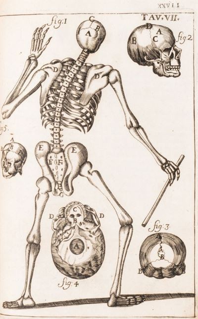 Il Corpo-umano, o Breve Storia, Dove con Nuovo Metodo Si Descrivono in Compendio Tutti gli Organi...