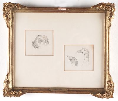 Studi per animali