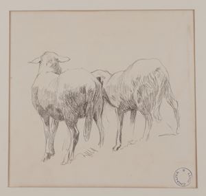 Studio di pecore