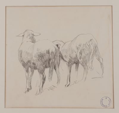 Studio di pecore