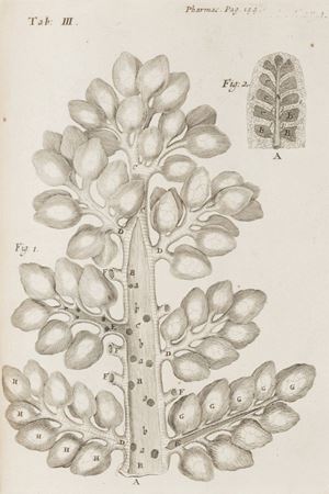 Affectionum quae dicuntur hystericae et hypochondriacae pathologia spasmodica vindicata